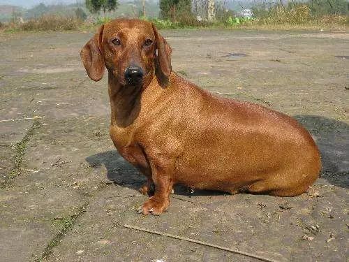 贵宾后腿发抖是怎么回事,贵宾如何训练直立行走