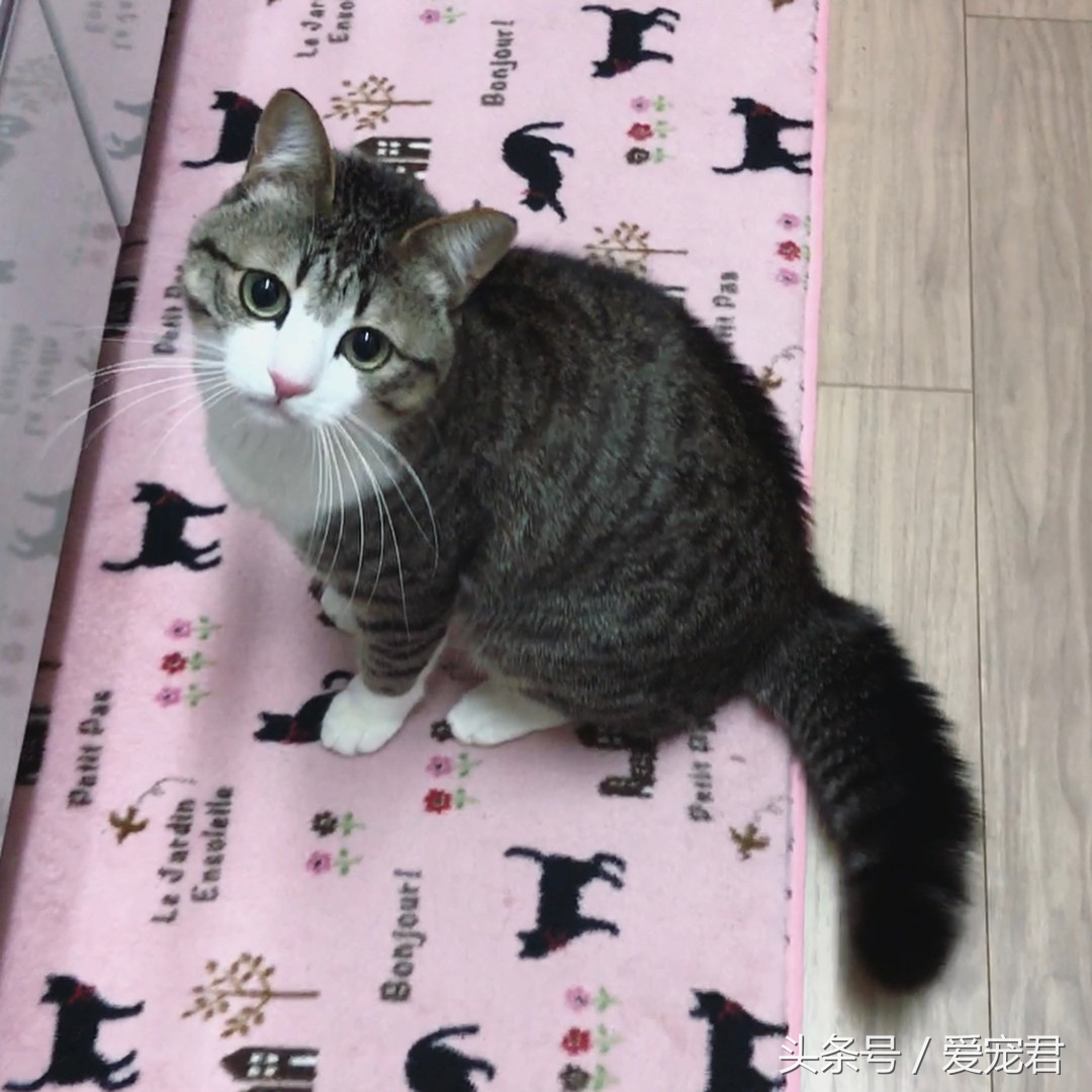 铲屎官给猫咪喂粮,铲屎官给猫咪准备鸡腿