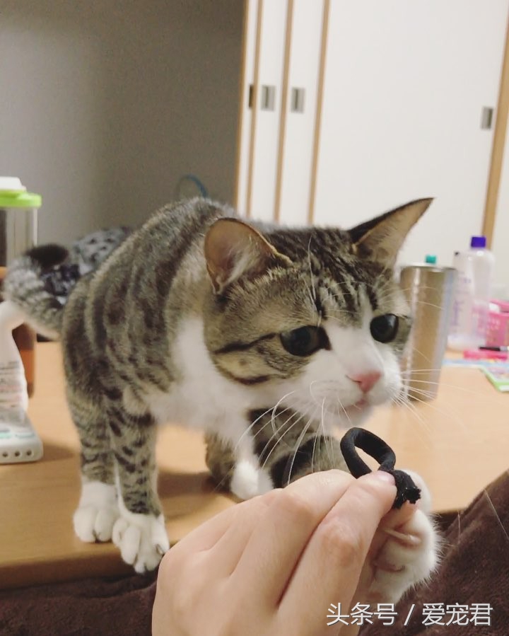 铲屎官给猫咪喂粮,铲屎官给猫咪准备鸡腿