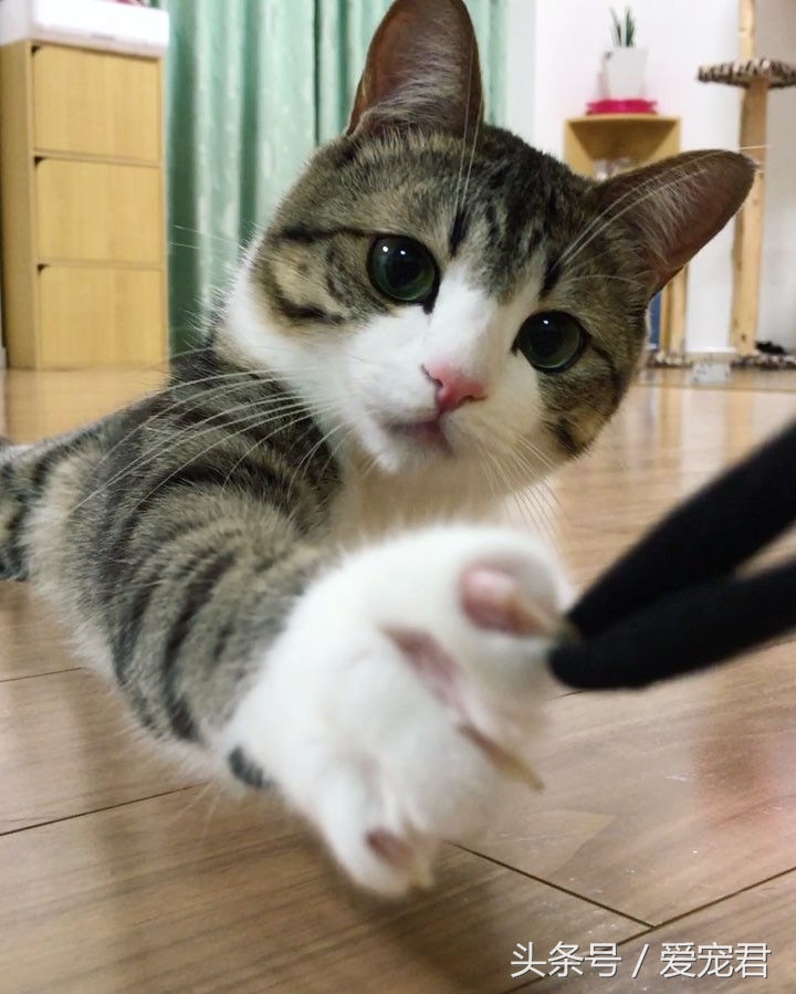 铲屎官给猫咪喂粮,铲屎官给猫咪准备鸡腿