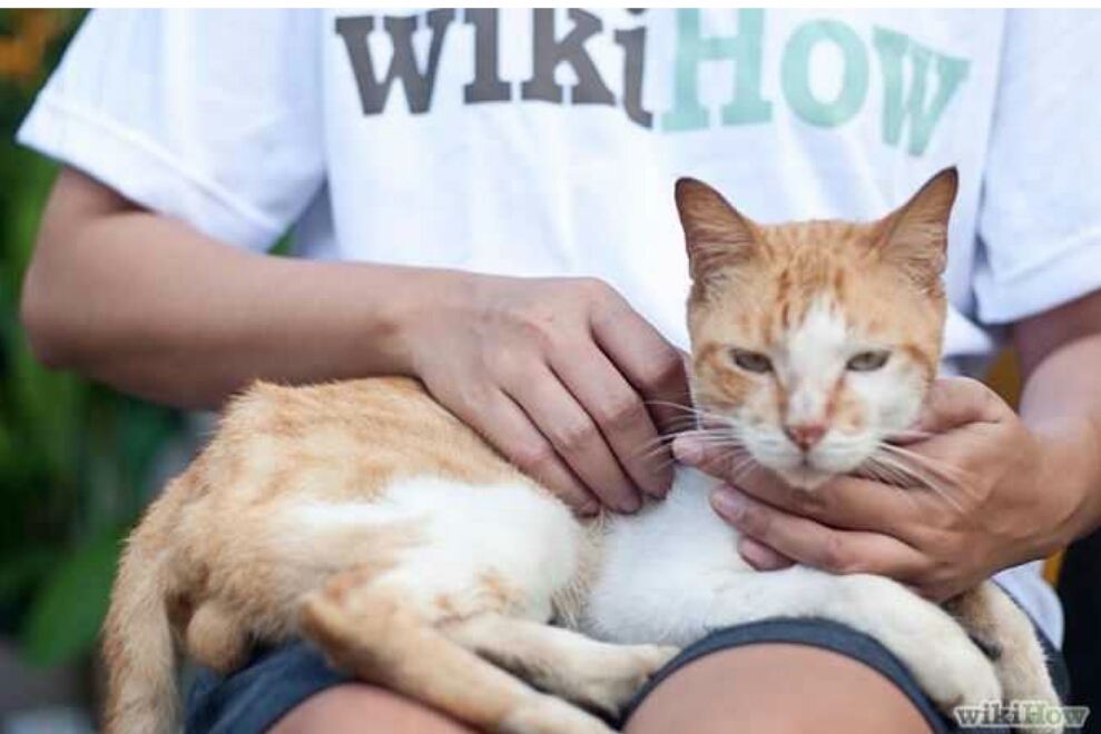 猫咪有眼屎不精神怎么回事,猫咪有眼屎泪痕不擦的话会怎么办