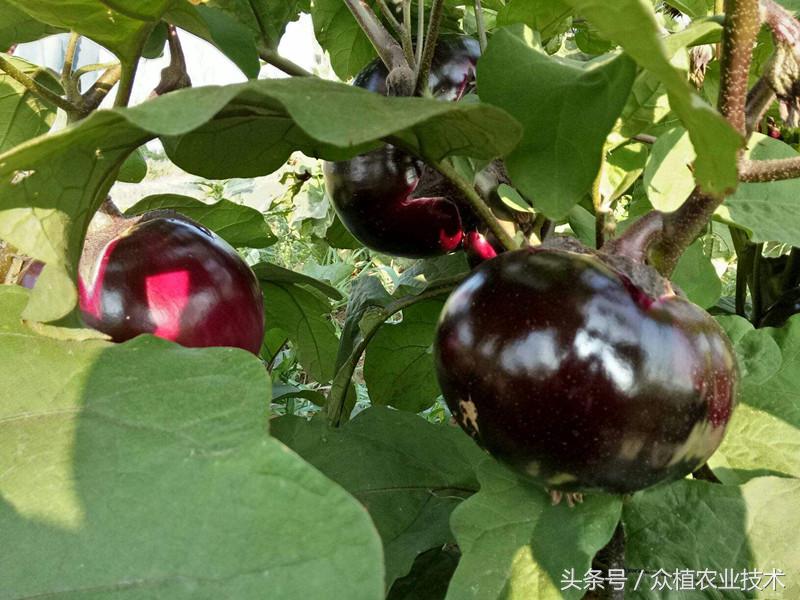 圆茄太多怎么处理,圆茄膨果方案