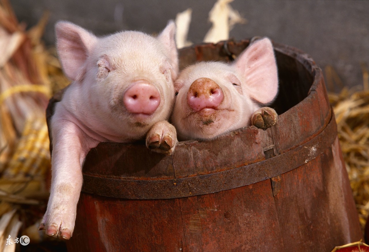 饲料除霉味最有效的方法,饲料防霉与去霉的方法