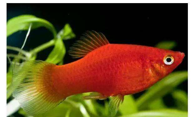 5种常见热带鱼养殖品种介绍图,什么热带鱼好看又好养适合新手养