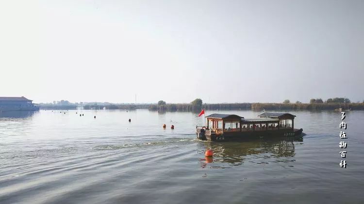 与多肉作伴,与多肉相伴的视频