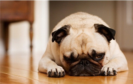 沙皮狗狗的喂养方法视频,沙皮狗小狗狗注意什么