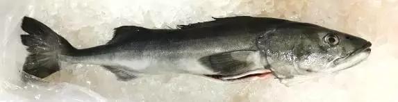 认鱼啦！为了吃垮海鲜自助餐厅，你得认识最贵的“鳕鱼”