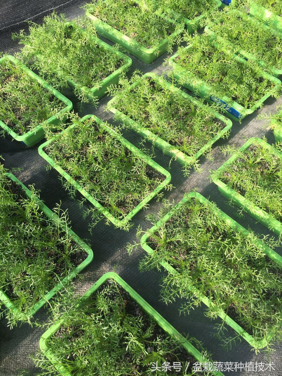 玛咖为什么会跌下神坛,玛卡跌落神坛