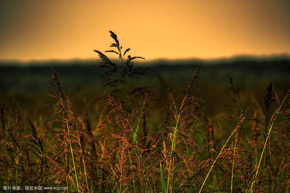 天堂鸟，很多人都以为它是不死鸟