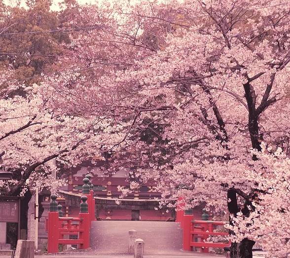 行路难诗词鉴赏,诗词赏析