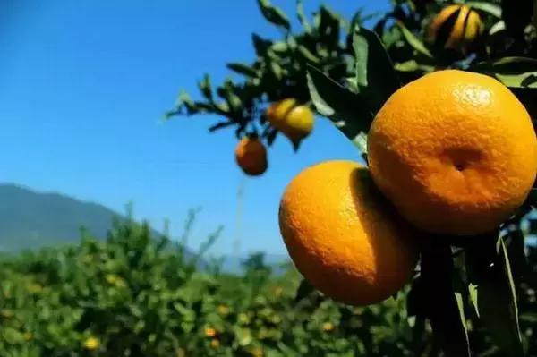 武汉市东西湖区柑橘采摘园,武汉采摘园橘子