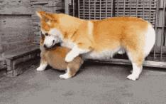 原来外国仙女是骑着柯基满天飞的，哈哈哈哈哈哈太魔性