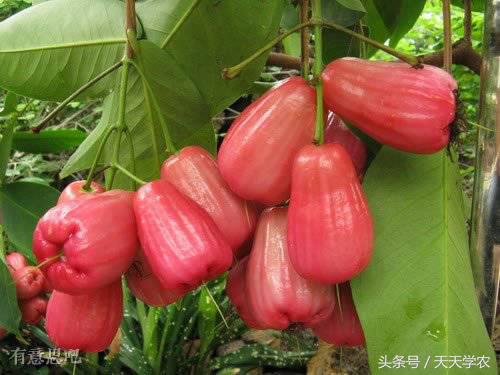 全球最奇特的十个水果,世界上最奇异的水果