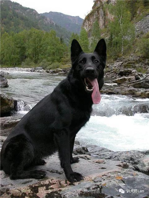 德国牧羊犬——护卫者适应性强非常聪明，看您适不适合养？