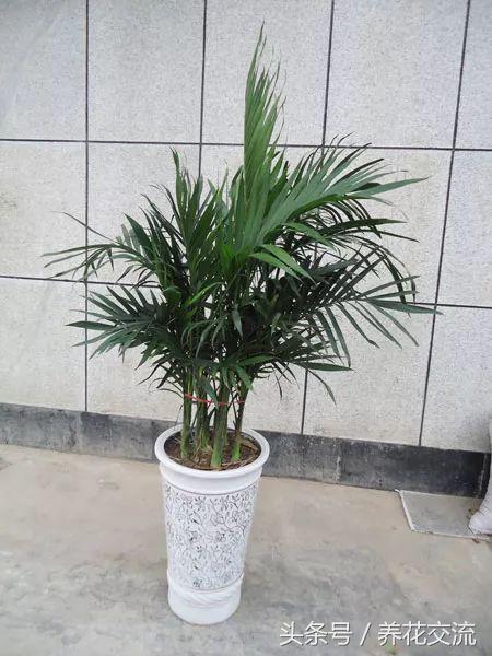 绿植真的可以改善室内空气吗,绿植能消除空气中的甲醛吗