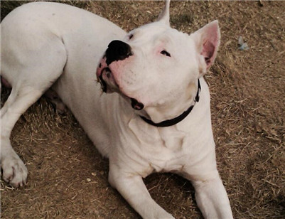 市场杜高犬价格多少钱一只,杜高犬多少钱一只