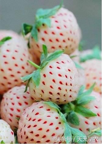 全球最奇特的十个水果,世界上最奇异的水果