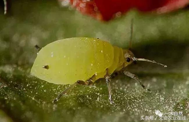 秋天昆虫图谱大全,室内常见昆虫图谱