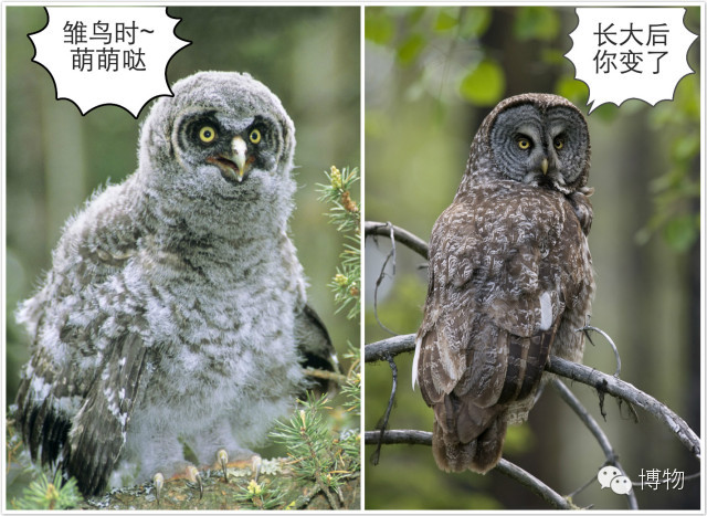 人鱼马甲两条线,人鱼线马甲线