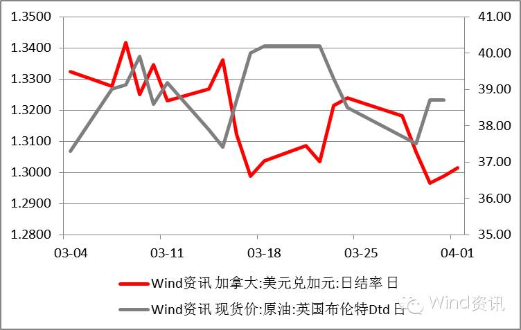 鹰鸽的分类图解,中国鹰鸽图文