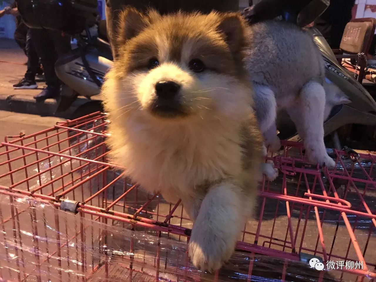 柳州买狗买猫好去处,广西柳州最大最正规狗市在哪里