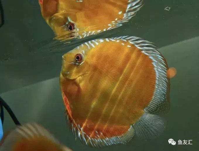 野彩和家彩的饲养区别,野彩到底好不好养