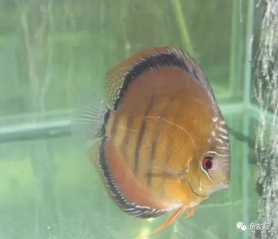 野彩和家彩的饲养区别,野彩到底好不好养