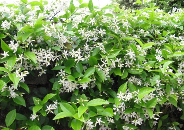 农村常见的100种植物,100种常见草本植物