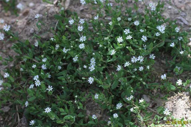 农村常见的100种植物,100种常见草本植物