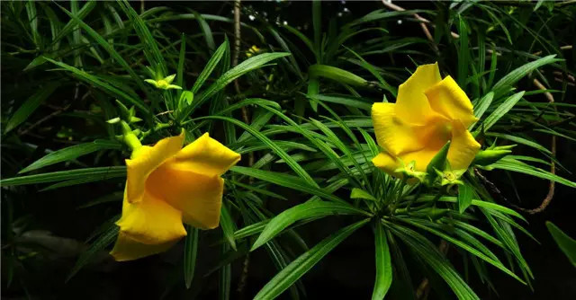 农村常见的100种植物,100种常见草本植物