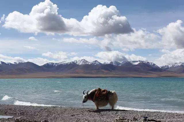 高原反应高血压怎样处理,高原反应心脏过快该怎么办