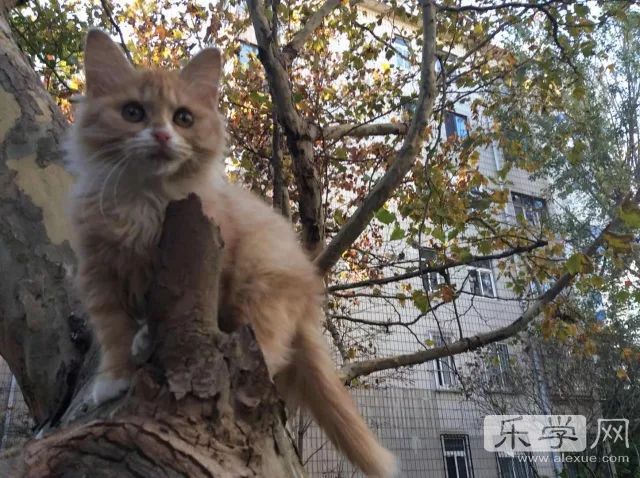 我的家教故事作文,我的家教故事家长征文美篇