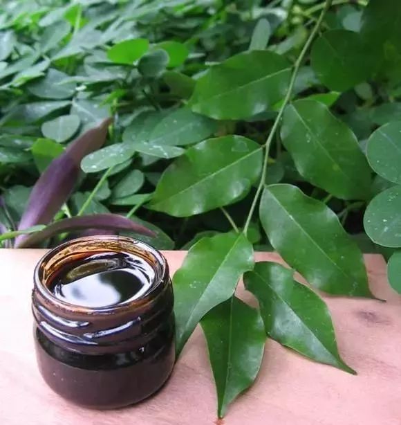 精品推荐｜有树，生脂膏极香烈，涂尸千余年不朽……