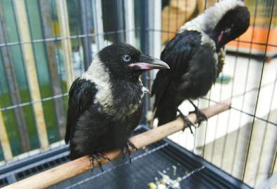 成都黄田坝鸟市在什么地方,非法交易野生鸟