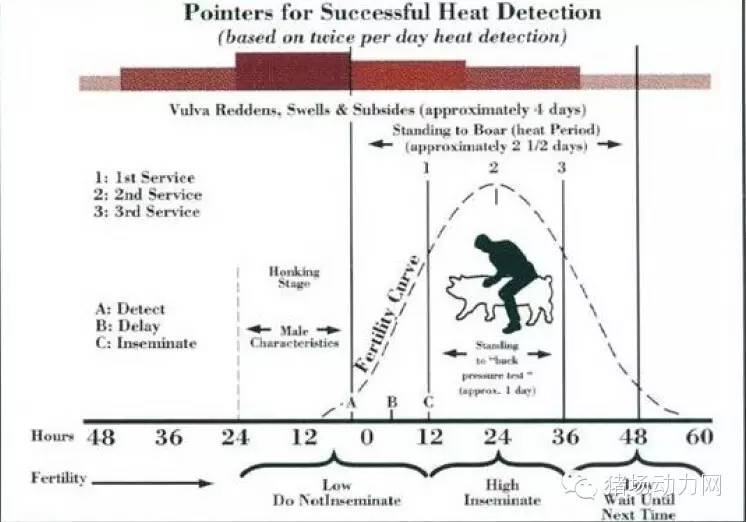 猪场分娩舍的管理要点,猪场分娩舍有哪些重点