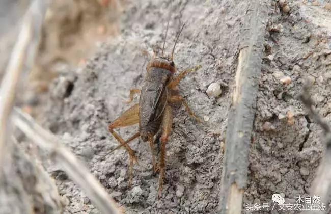 秋天昆虫图谱大全,室内常见昆虫图谱