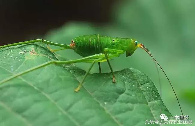 秋天昆虫图谱大全,室内常见昆虫图谱