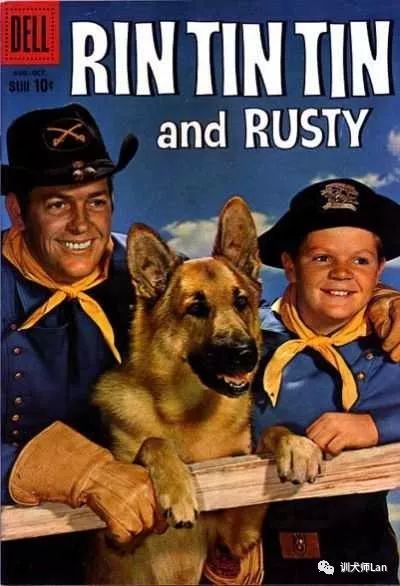 德国牧羊犬——护卫者适应性强非常聪明，看您适不适合养？