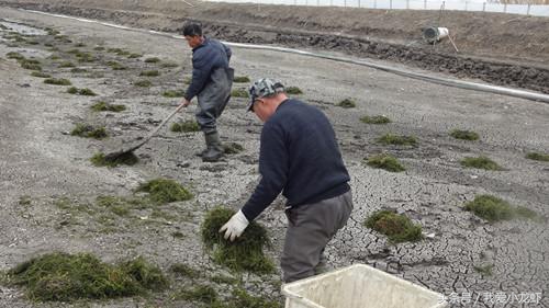 龙虾养殖攻略新手教学视频,近期龙虾养殖技术如何