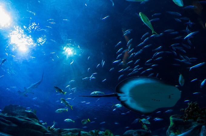 游玩香港海洋公园视频,玩转香港攻略5天4晚