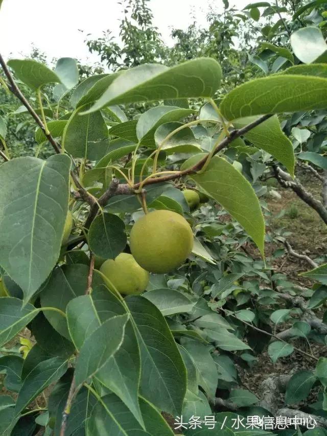 什么品种的梨子又大又甜水分又多,水果梨子产地