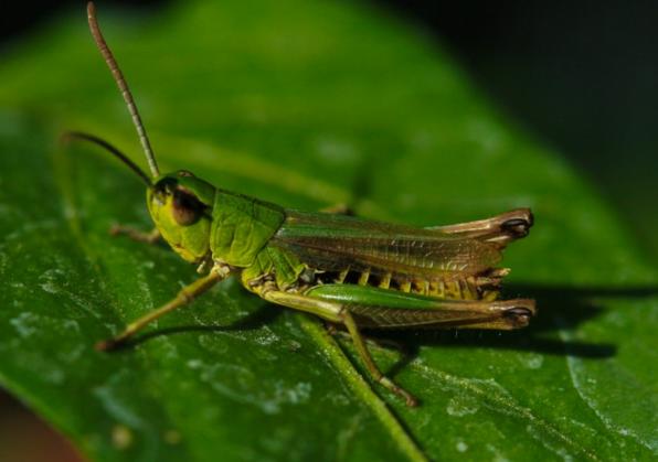 蚂蚱养殖棚多少钱,养殖蚂蚱有什么营养价值