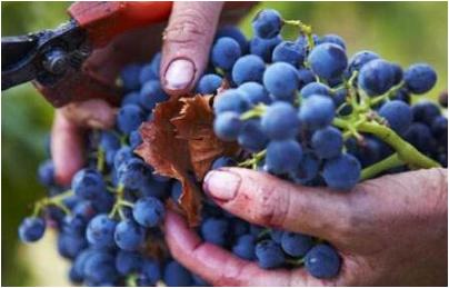 通化葡萄酒发展分析,通化葡萄酒股份有限公司经营现状