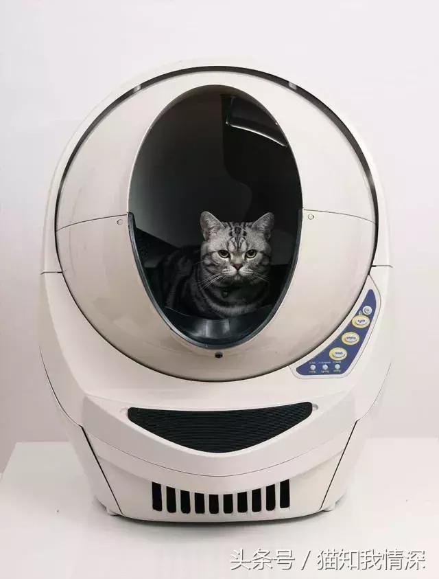 铲屎官出门后猫狗的反应,铲屎官怎么对待猫