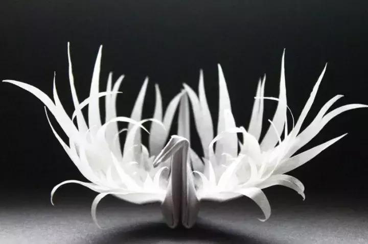 他用3个月时间，折叠了1000只千纸鹤，送给了他最亲爱的姑娘