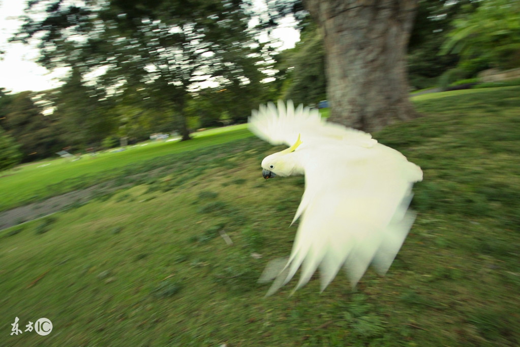 聪明的鹦鹉,聪明的鹦鹉童话故事