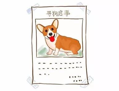 丢了狗狗如何寻找,狗狗丢了该怎么找回来