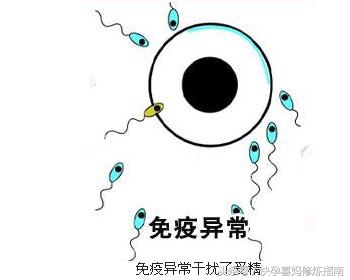 「喜妈孕育分享」双方身体一切正常却不孕,有可能是免疫性不孕!