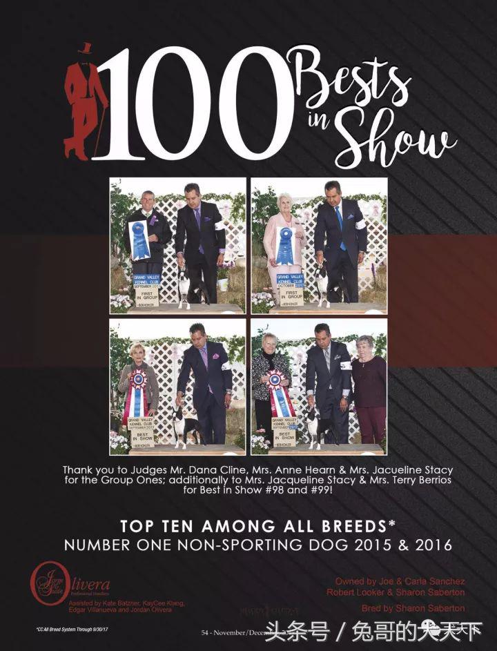 akc最受欢迎犬种排名,akc将犬种分为七个组别分别是