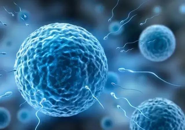 卵巢衰老还排卵吗,卵巢功能有衰退迹象怎么保养